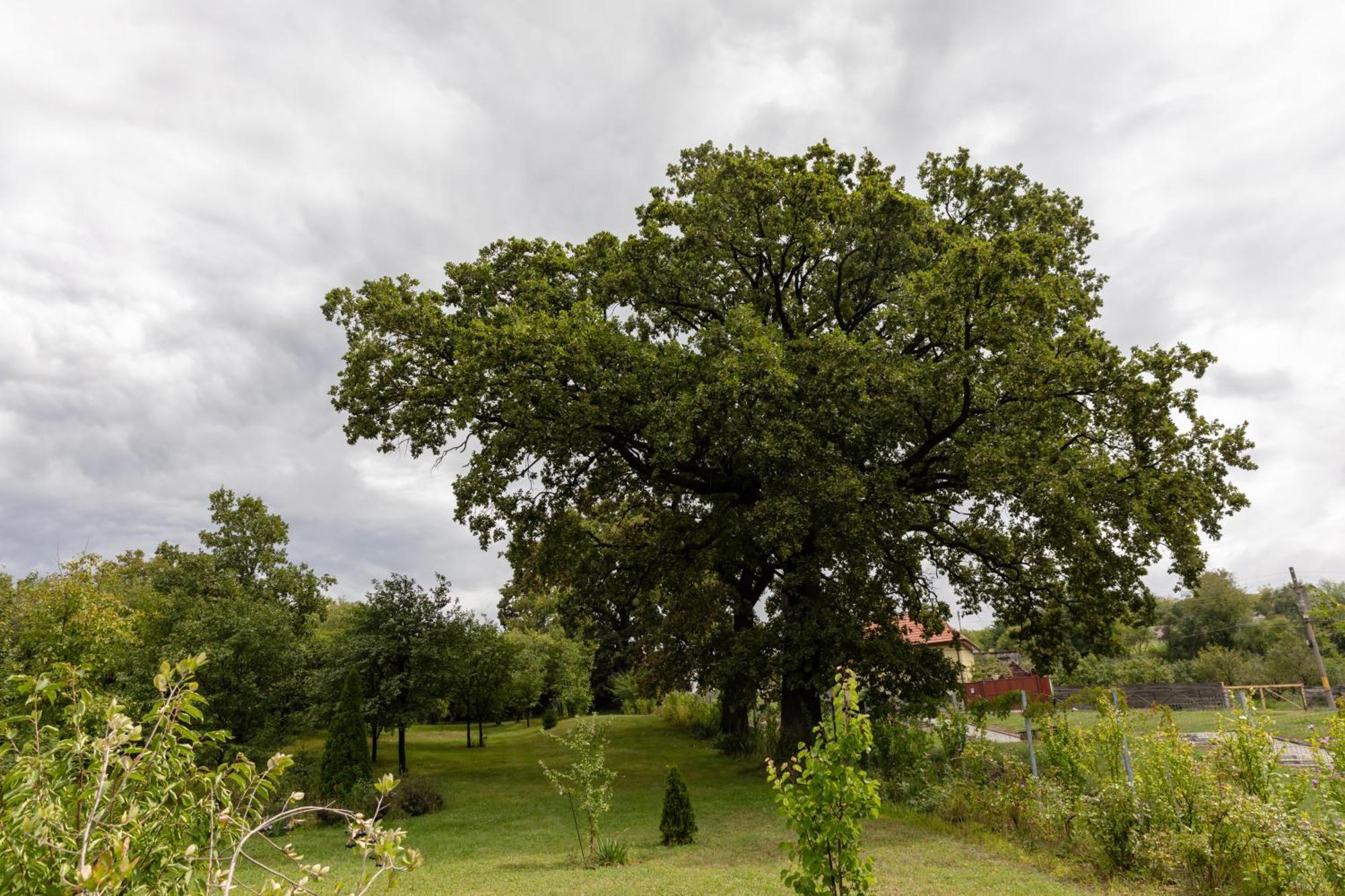 Pensiunea Trei Stejari Slimnic Exterior foto
